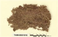 藏品(尖葉泥炭苔)的圖片